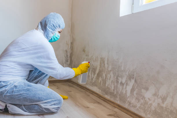 Licensed Basement Mold Remediation service in Mount Freedom, NJ - WQB Mold Removal